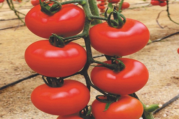 DETERMINATE TOMATO SEEDS